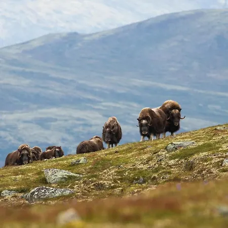 Tatil parkı Rondane River - Rondane Gjestegard