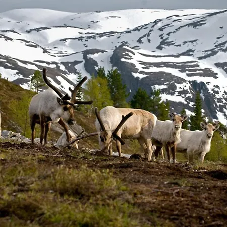 Rondane River - Rondane Gjestegard Ferienpark *