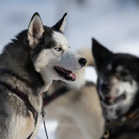 Rondane River - Rondane Gjestegard Ferieparker